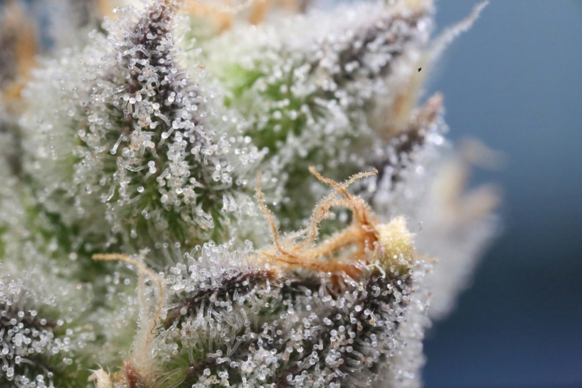 New Living Soil Drop: Cherry Chunker, Trop Funker & Bear Breath Are Here