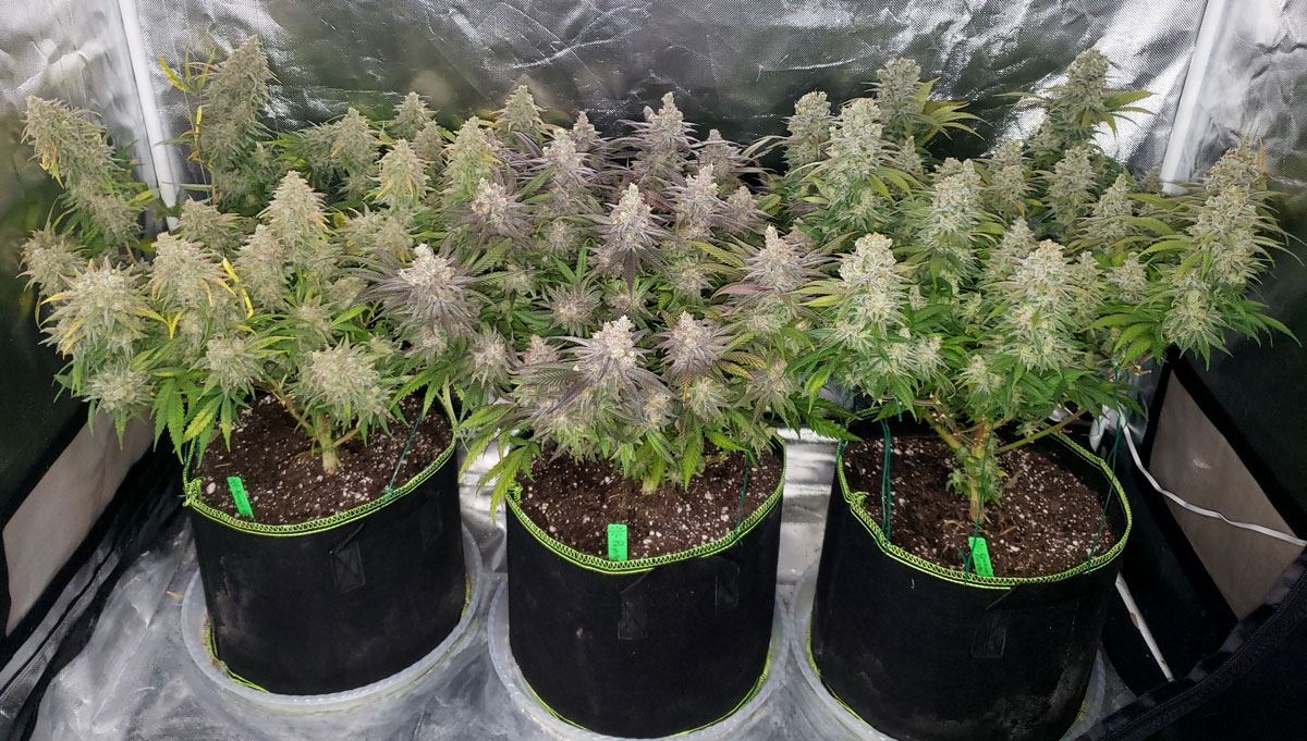 Over 60 Pounds Given Away: How ILLEST HAZE Giveaways Actually Work