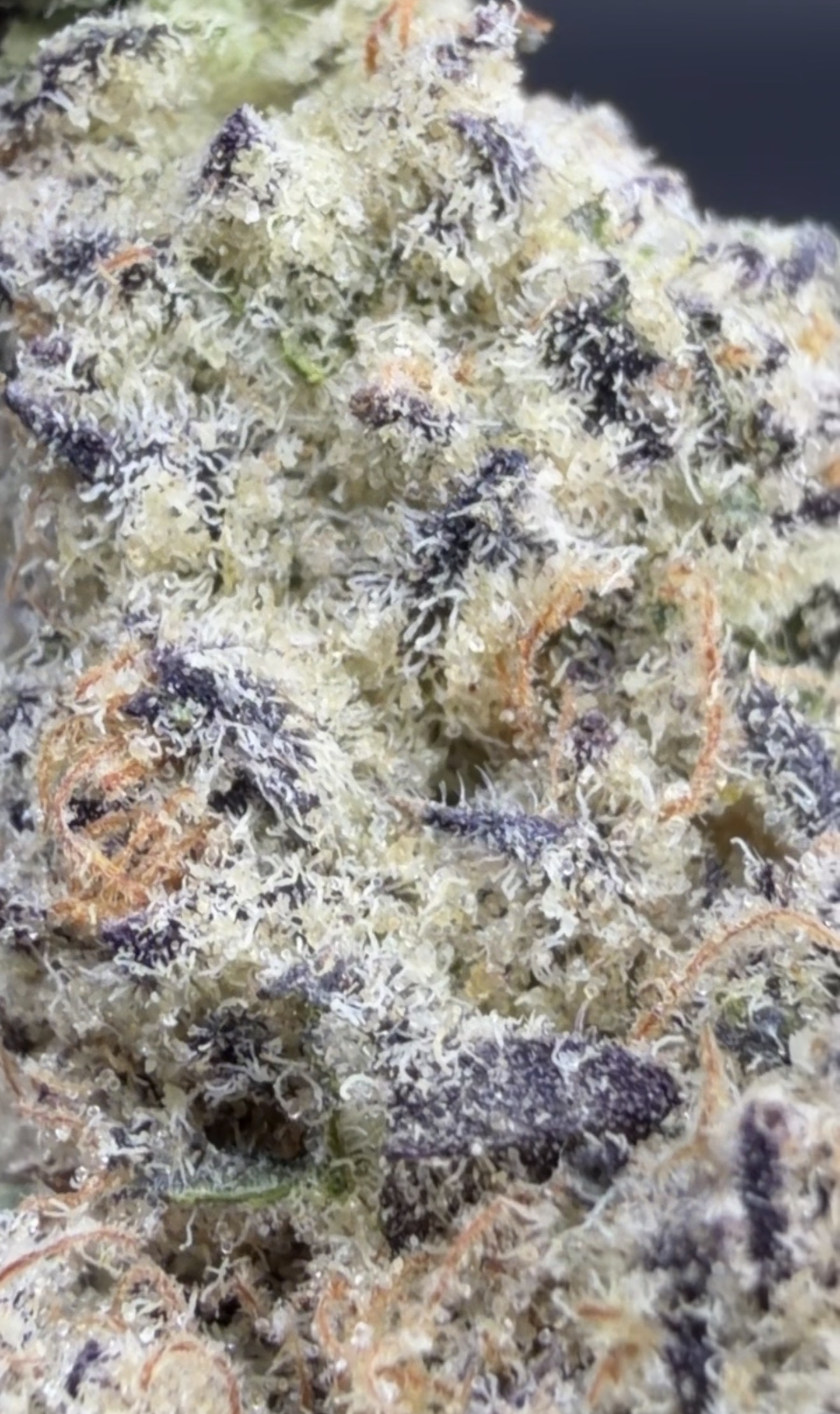 Modified Blueberries product photo 2